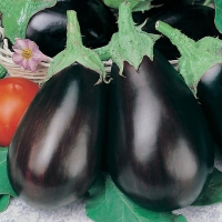 ��������-������-��������