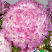 ����� ���� ��� ����