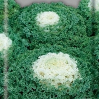 ������ ����2