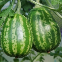 full_ogurdynya-arbuz