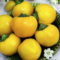 �����-�������-��������