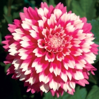 f1_f4356881-fd1d-4041-93ef-1e5f197eb5ea