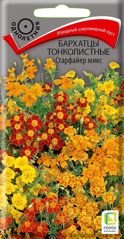 бархатцы старфайер бархатцы старфайер