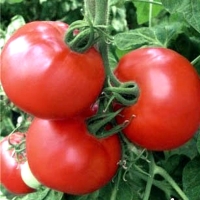 �����-������-83