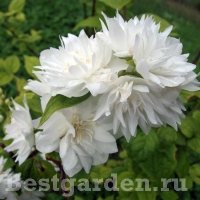 Philadelphus Minnesota Snowflake