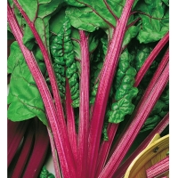 �������� ����