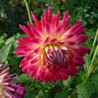 ������ �������