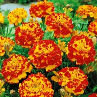 �������� ����������� �������� ������