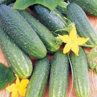 ������-�������-F1