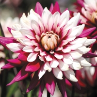 f1_a7b7ad6c-8b5d-4699-bd4c-1324e1e780c6