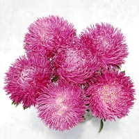 ���� ��������