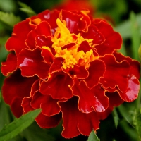 fZg12kRCpn0hat32h1IfQ