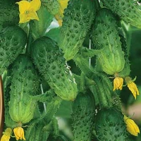 ogurec-superpuchkovogo-tipa-na-kornishony-i-pikuli-millioner-f1