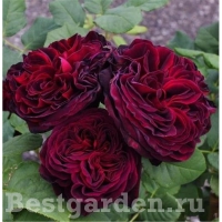 ���� �������