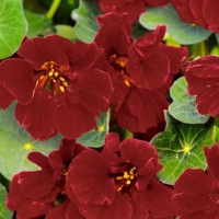 ��������� ����������� ��������