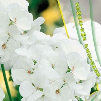 ���������� ������ ���� ���������