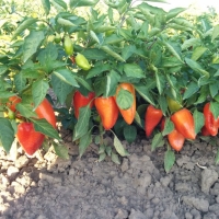 ����� ������� ������� �������