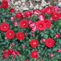 �������������������������������