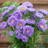 ����� �������� ���