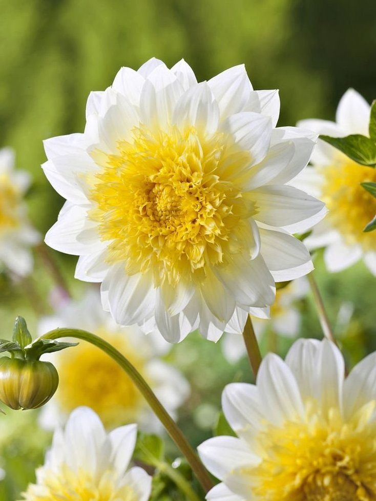 �������� ���������