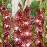 ����� ����