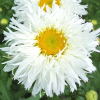 �������������������������������