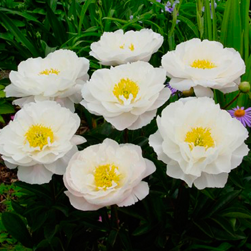 Paeonia-Miss-America