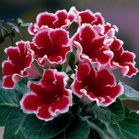 Gloxinia-Kaiser-Friedrich