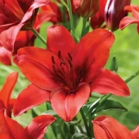 ����� ��� �������