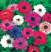 �������������������������������