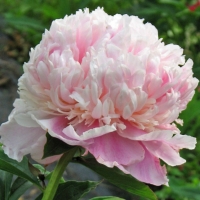 Paionia-Sweet-Sixteen