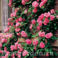 ���� �������