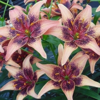 �������