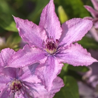 Clematis Hagley Hybrid