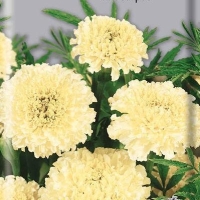 �������� ������������ ���������