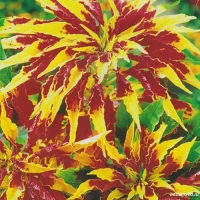 ������� ����������� �����������