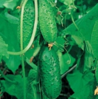 �������������������������������