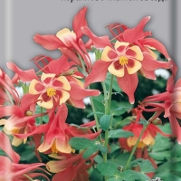 ��������� ��������� ���������-������ ������