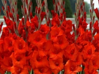 gladiolus_manhattan_mankhetten_5_sht