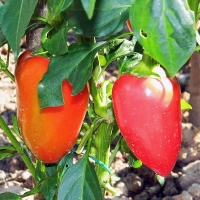 ����� ������� ��������� �����