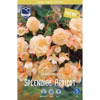 begoniya-pendula-splendid-eprikot-w800-h800