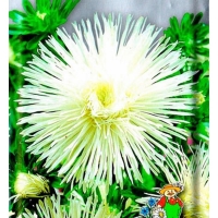 ����� ���������� ���� �����