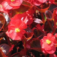 ������� ������������� ���� ��� �������