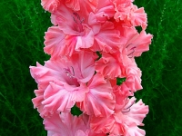 ���� ������