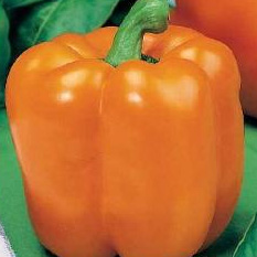 �����-�������-�������-������