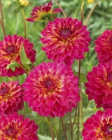 �� ���� 0