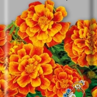 �������� ����������� �������� ���� �����