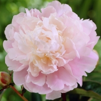 Paeonia lactiflora Moon River / ���� ��� ����� ���������������� 1 ��