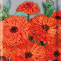 ��������� �������� ��� ��� ���� �����