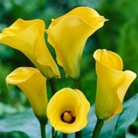 ���� ����